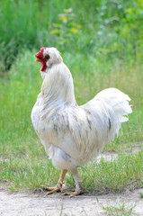 Big white rooster on a free range on backyard, fowl-run