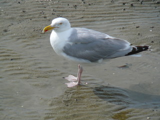 large white gull in full growth