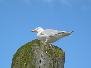 a gull on the top of a log