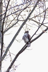 Broad-winged Hawk, Buteo platypterus, perched on a tree isolated against sky in Virginia forest in winter