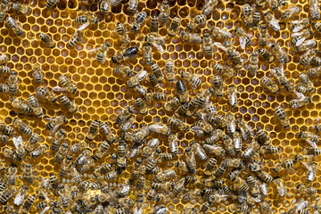 The bee hive is shot close-up in the summer on an apiary 