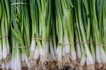 Scallions fresh from the farm