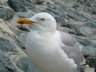 portrait of a big white gull near