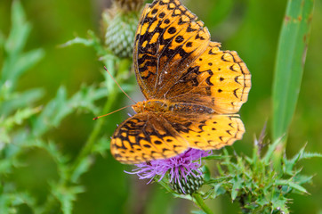 Macro closeup of Great Spangled Fritillary butterfly on pink thistle flower