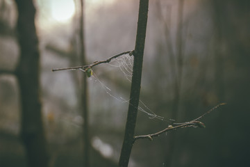 Spider web with colorful background