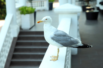 Seagull on the shore, sitting around the house