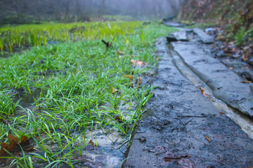 seals plant on the trees near rural path