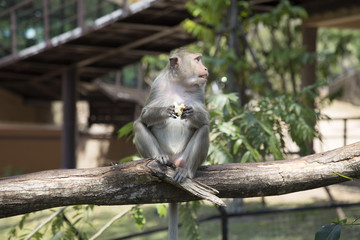 Monkey Eating Fruit