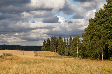 Getreidefeld mit Himmel