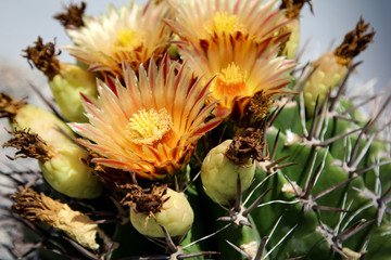Detail eines Kaktus mit Blüten