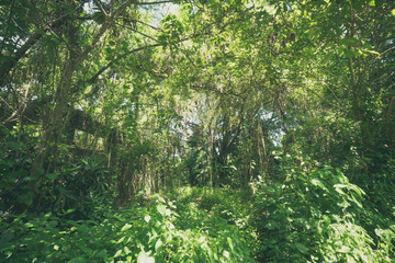 Tropical jungle rainforest background on Bali island, Indonesia.