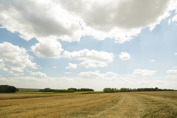 Obraz premium Wheat field and cloudy sky. 