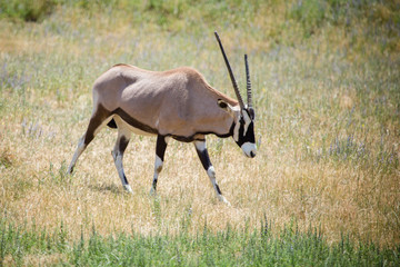 Naklejka na ściany i meble Oryx