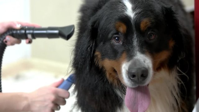 Cute bernese mountain dog face. Healthy pet in grooming salon.