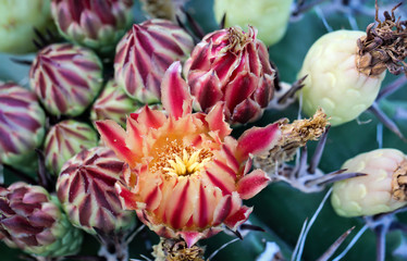 Detail eines Kaktus mit Blüte