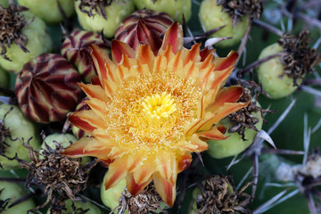 Detail eines Kaktus mit Blüte