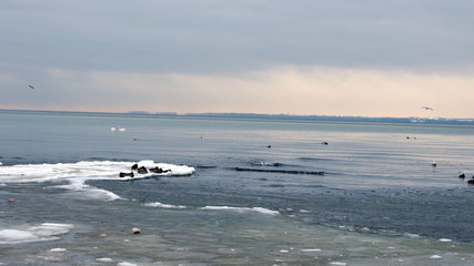 Enten auf einer Eisinsel in der Ostsee