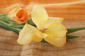 Fototapeta na wymiar Yellow and orange gladioli flower