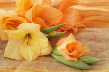 Fototapeta na wymiar Yellow and orange gladioli flower