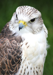 Male Gyr x Saker Falcon - Bird of prey