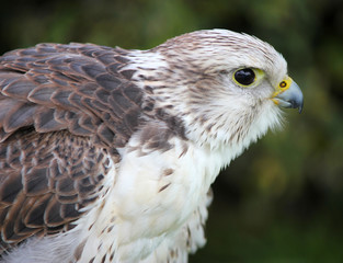 Male Gyr x Saker Falcon - Bird of prey