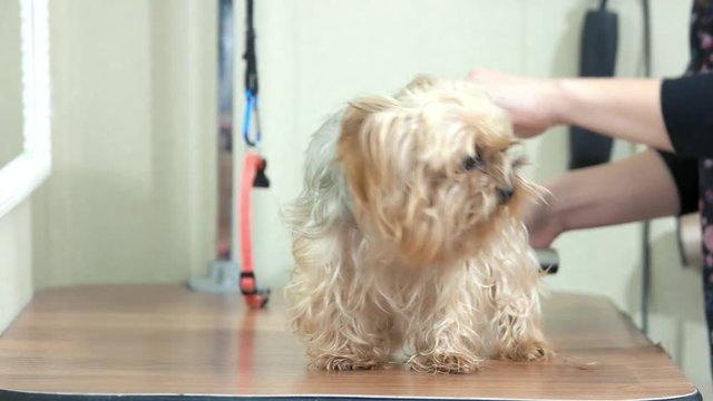 York terrier, hands of groomer. Cute yorkie in pet salon.