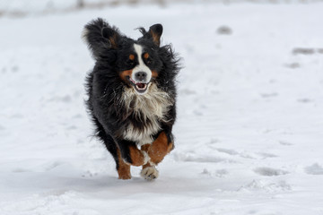 Bernese Mountain Dog swiftly crawling through the snow