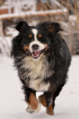 Bernese Mountain Dog running in the snow