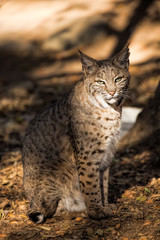 The Bobcat