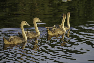 ŁABĘDZIE © michalsen