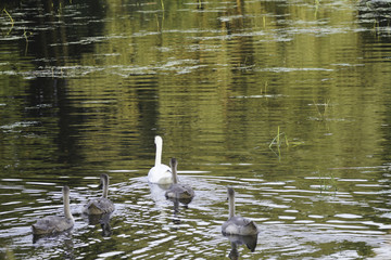 ŁABĘDZIE © michalsen