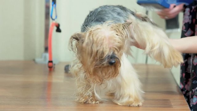 York terrier being brushed macro. Hands, slicker brush and comb.