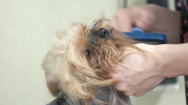 Hands brushing york terrier. Little dog at the groomer.