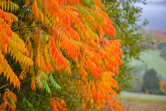 Ein Essigbaum mit buntem Laub im Herbst, Rhus typhina