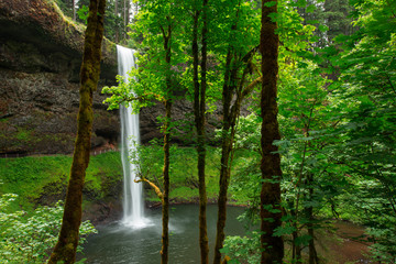 Forest Waterfall