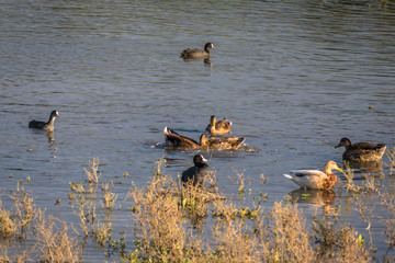 Family of ducks in nature reserve, washing, flying and swimming.
