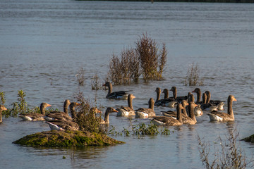 Family of ducks in nature reserve, washing, flying and swimming.