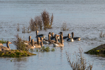 Family of ducks in nature reserve, washing, flying and swimming.