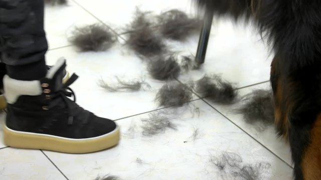 Dog Wagging Tail Close Up. Animal Hair, Pet Salon Floor. Canine Behavior Study.