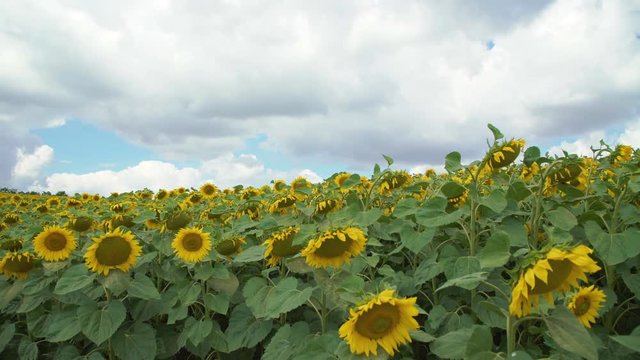 Close up of a big moving sunflowers field moves on the wind in 4K