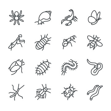 The most popular terrarium insects as line icons / There are typical terrarium insects like snail, spider and ant
