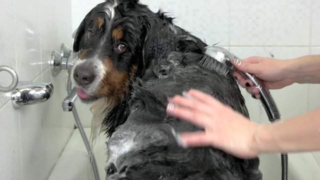 Cute dog taking bath, hands. Bernese mountain dog in bathroom.