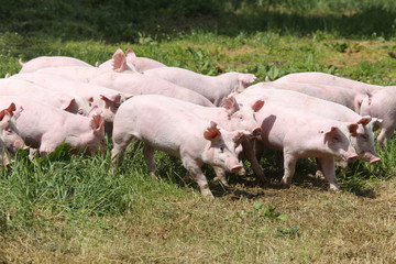 Fototapeta na wymiar Herd of piglets on animal farm summetime