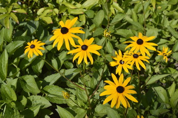 Rudbeckia fulgida - beautiful, daisy-like yellow flower