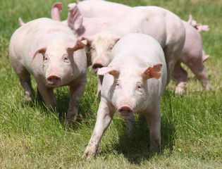Little pink growing piglets grazing on rural pig farm