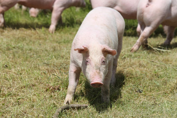 Little pigs piglets graze free on the farm summertime