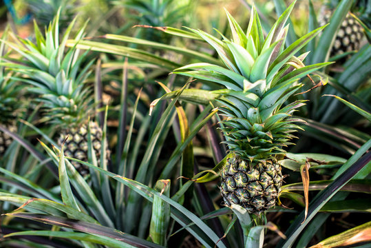 Pineapple farm, Time to harvesting