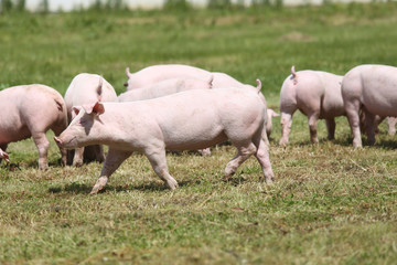 Herd of piglets on animal farm summetime