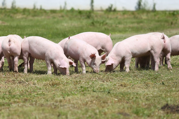 Fototapeta na wymiar Group of small pigs eating fresh green grass on the meadow