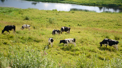 Herd of domestic grazing on lush grass meadows. Factory farming in the village. Summer rural views of the cow in the paddock. Animal farm provides a natural diet of people. 